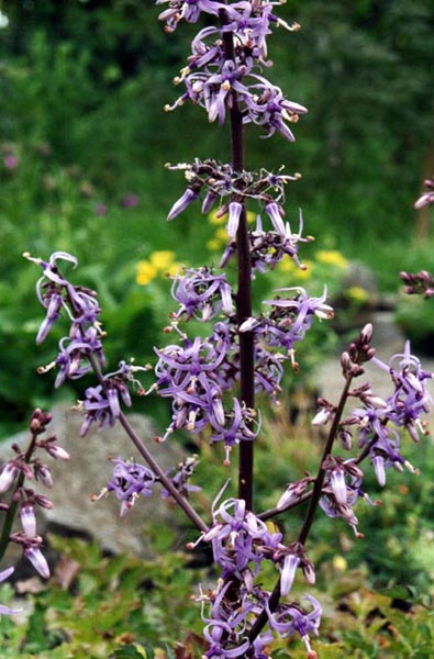 Petromarula pinnata en fleurs dans les fissures des falaises calcaires de Crète